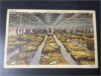 Vintage Tobacco Auction in Kentucky Postcard