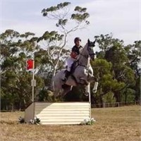 (VIC) TOTOLO - THOROUGHBRED GELDING