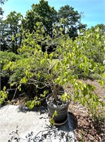 LARGE POT WITH TREE PLANTED ON ROLLING CART