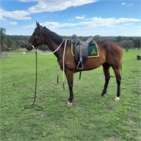 (NSW) SHADOW - THOROUGHBRED MARE