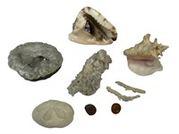 Seashells, Geods, Gastrolith Dinosaur Stones
