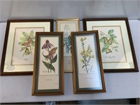 Framed Butterfly and Flora Prints (5)