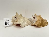 Conch Sea Shells