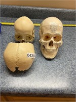 Vintage Anatomical Teaching Skull