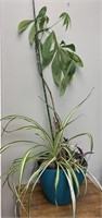 Money tree, variegated spider plant and