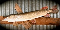 39 inch Northern Pike Mount