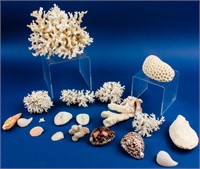 Extra Large Coral and Seashells+