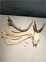 Skulls/Teeth/Horn/Jaw Bone