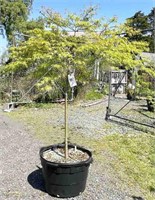 (1) Japanese Maple Emerald Lace - 10 gallon pot -