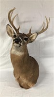 Vintage 8 Point Deer Mount