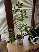 Potted Schefflera Plant