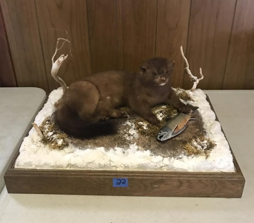 Mink & Fish Display