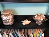 Sea Shells - contents of shelf