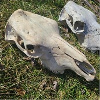 Pair of Weathered Cow Skulls