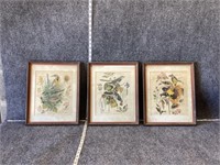 Old Framed Bird Illustrations