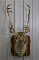 Caribou Shoulder Mount, 20" Wide, 50" Tall