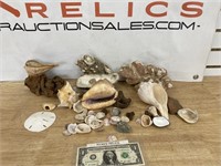 Large group of different kinds of seashells and