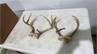 2 Sets Deer Antlers