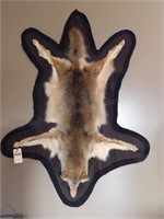 taxidermy coyote wall hanging