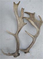Pair (2) Elk Horns?  Deer Horns!  Pair