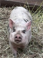 Barrow-Juliana Mini Pig - Oscar