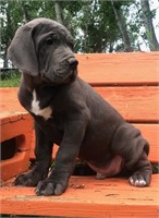 Male Great Dane Puppy Blue with White Chest