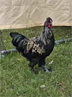 BYM Rooster