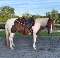 Hope - 11yo Sorrel Paint Mare