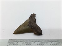 Fossilized Sharks Tooth Megalodon Complete