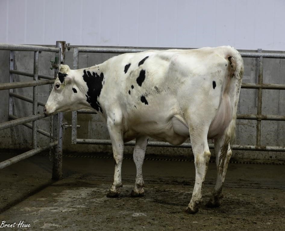 Walker Dairy Inc. - Monthly Auctions - March 29, 2024