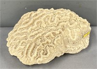 Brain Coral Specimen