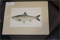 Denton Fish Etching/Illustration