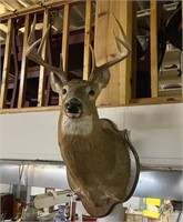 10-Point White Tail Deer Buck Mount