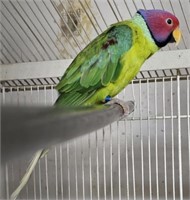 Pair-Plumhead Parakeets