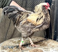 Rooster-Standard Barnyard Mix-1 year or less
