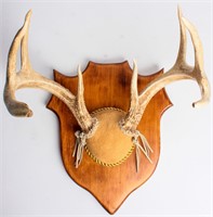 Taxidermy Trophy Mount 9-Point Buck Antlers