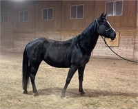 Sister - Smooth Mouth - 15.2hh - Mare