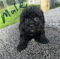 MALE SHIH POO PUP . NO PAPERS. BORN 4/20/24