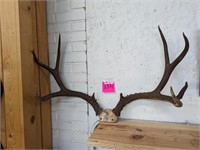 Mule Deer Antlers