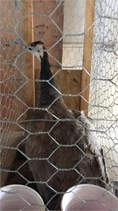 2yr old purple peahen