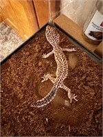 Female leopard gecko