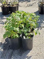 (7) Lewis Raspberry Plants