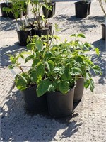 (6) Lewis Raspberry Plants