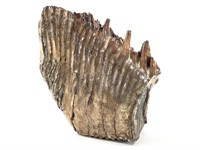 Partial Mammoth Tooth Shishmareff Island Alaska