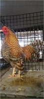 Crele old english rooster