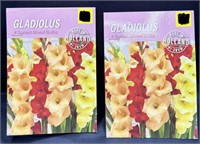 Lot of 2 GLADIOLUS Sunset Mix Bulbs