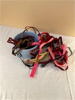 Various Dog Colors And Leashes.