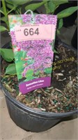 3 gallon Sensation Lilac (Hybrid)