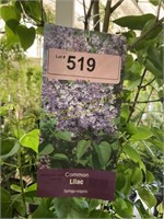 3 gallon Common Lilac