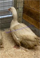 Female Emden Goose - About 1 Yr Old